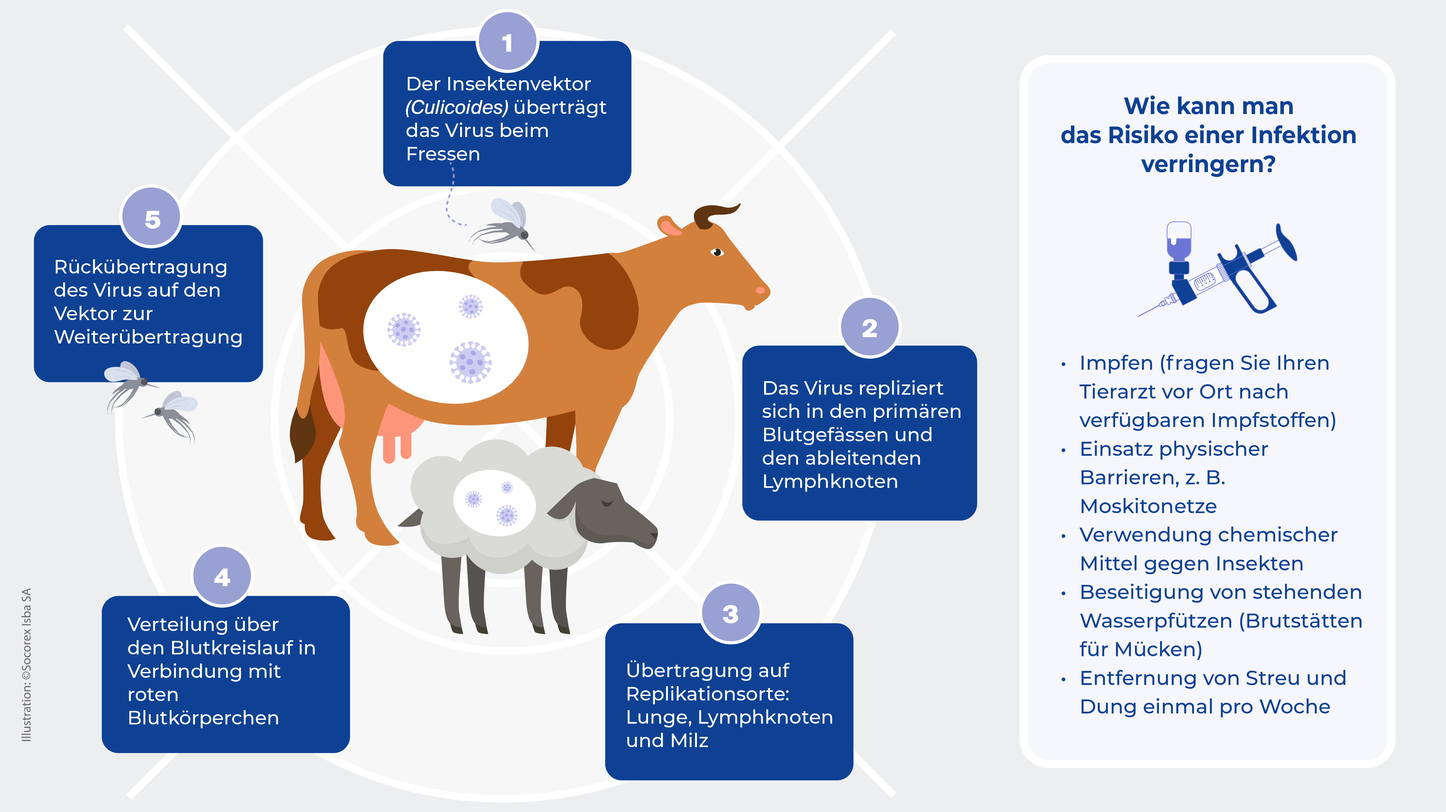 What is Bluetongue Disease (BT) and what causes it?