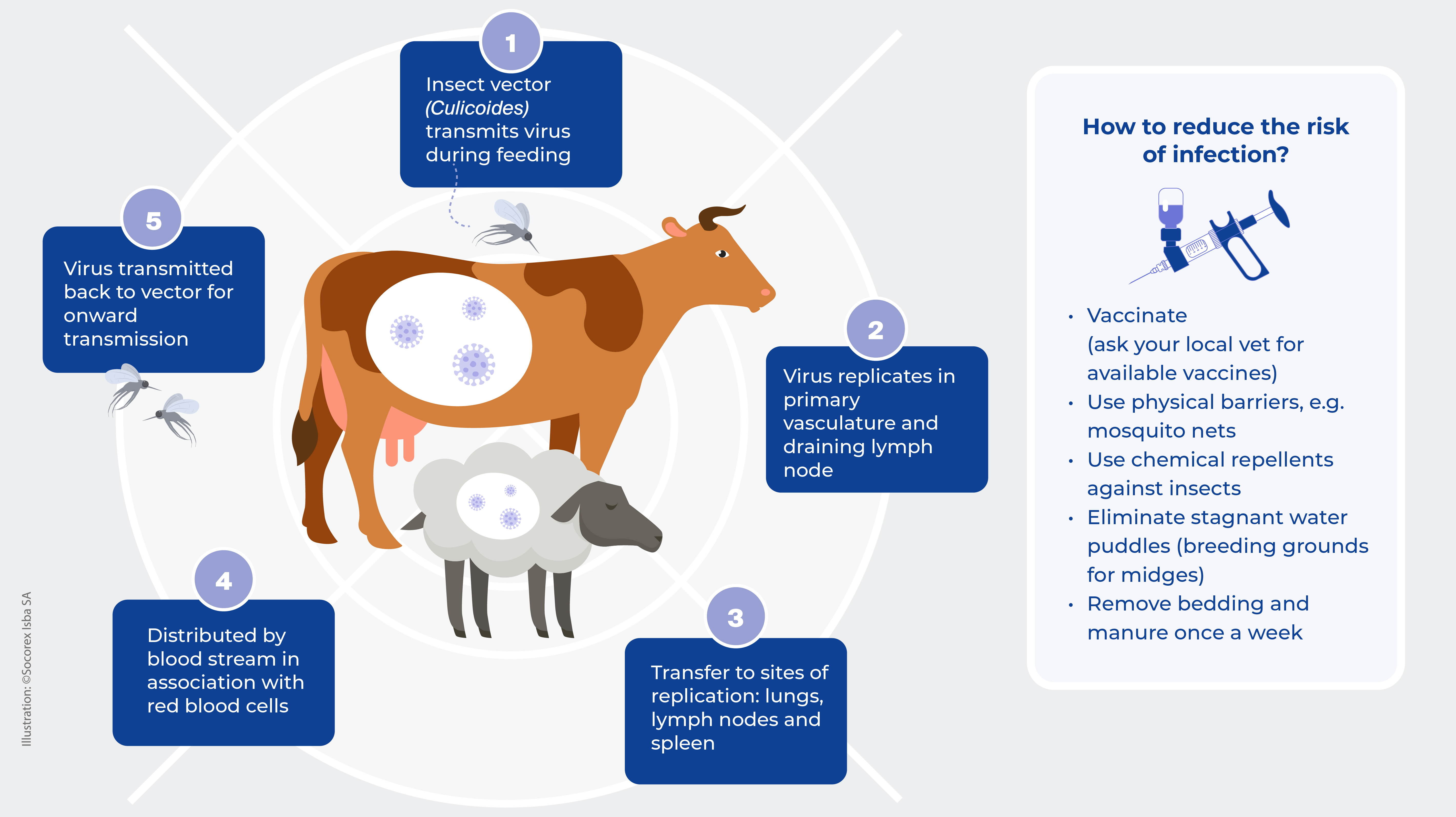 What is Bluetongue Disease (BT) and what causes it?