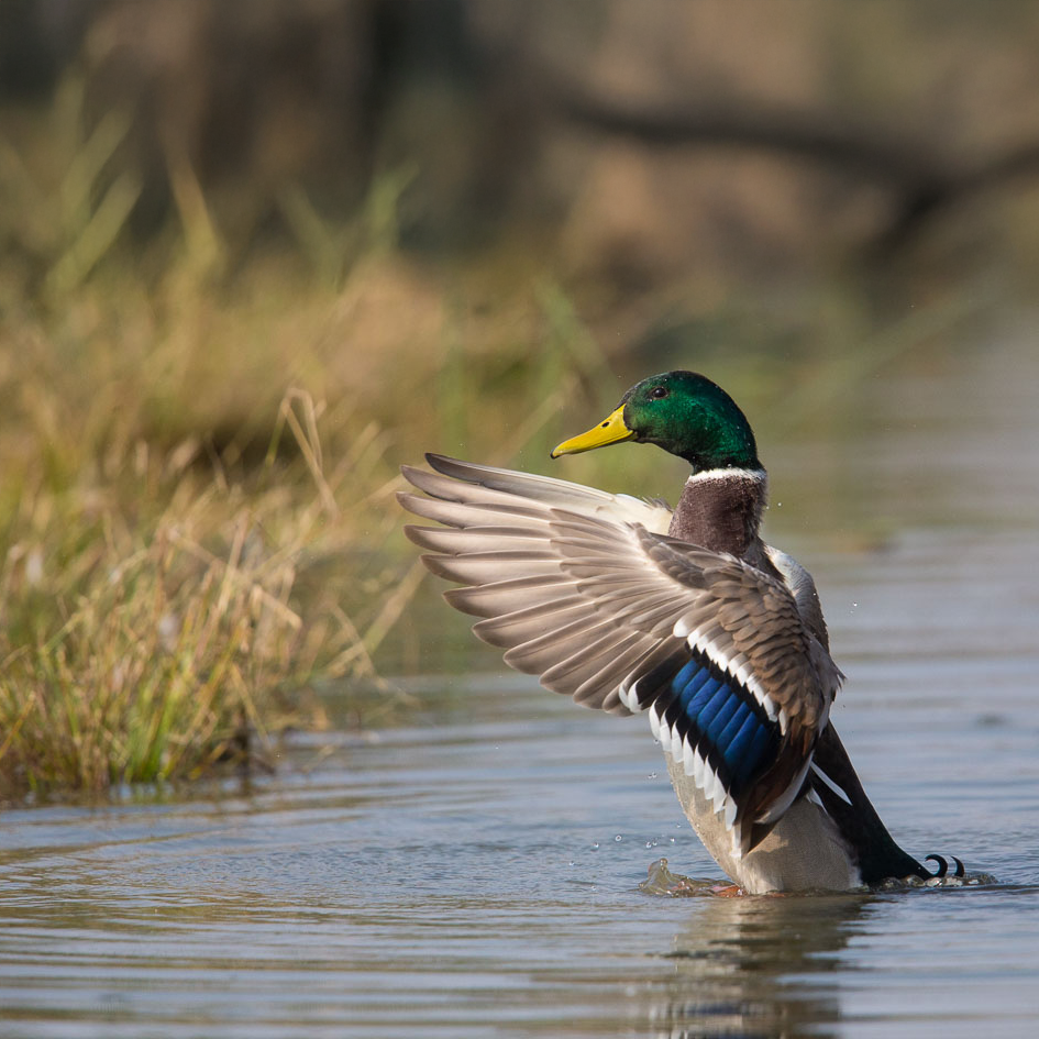 Mallard duck male