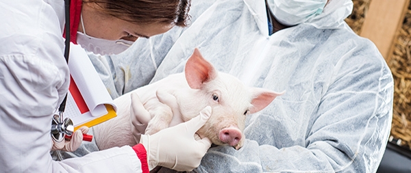 Animal Health Syringes